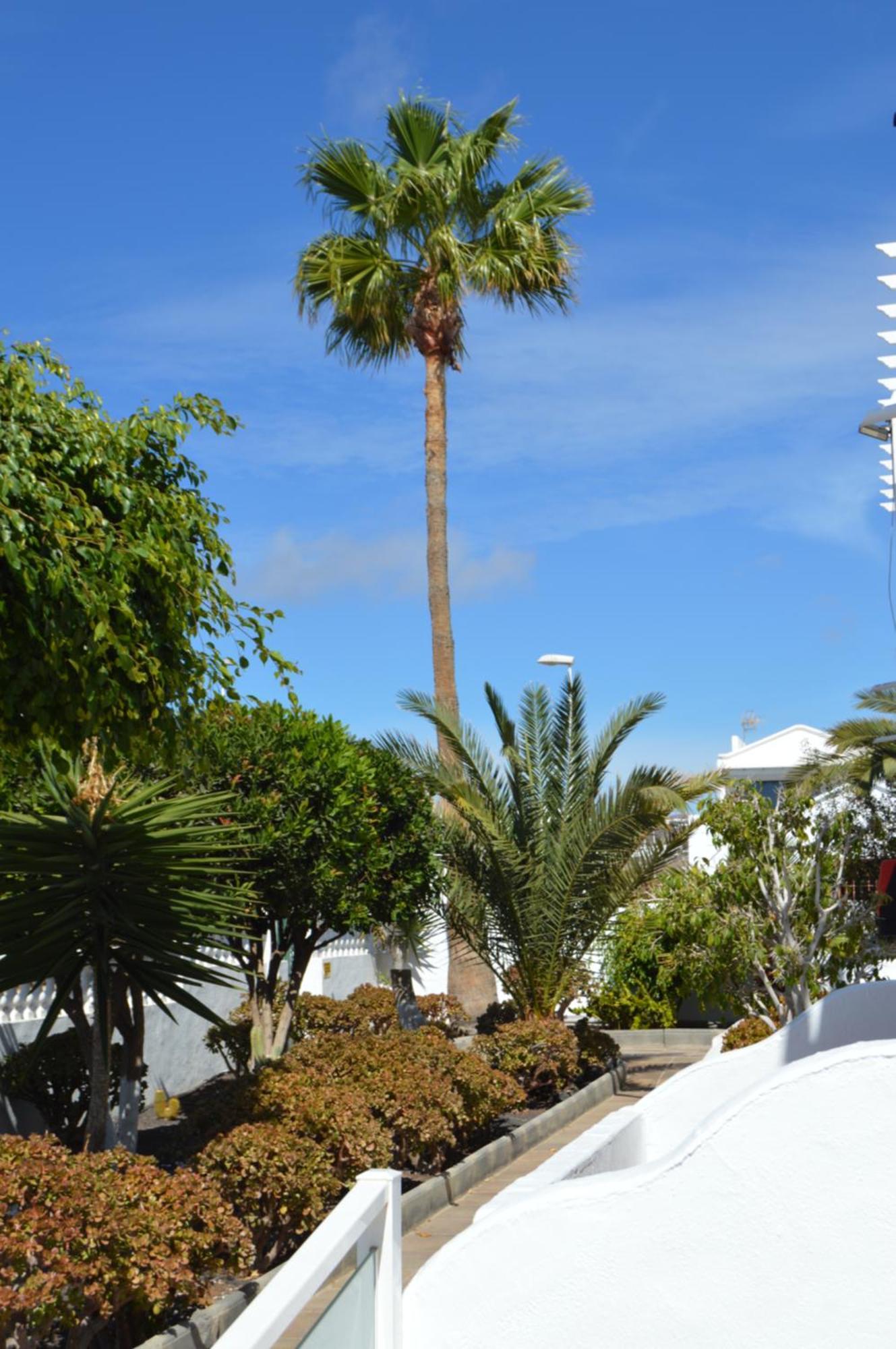 Lava Teneguia, 5 Guests In 2 Bedrooms Puerto del Carmen  Exterior photo